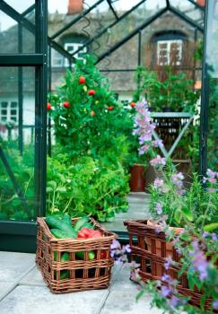 Preview: Gewächshaus Halls Popular 106 6,2m² Alu grün 3mm Blankglas